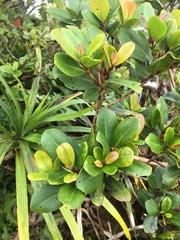 Syzygium sandwicense