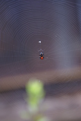 Micrathena glyptogonoides