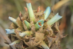Puya boyacana