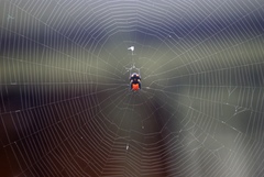 Micrathena glyptogonoides