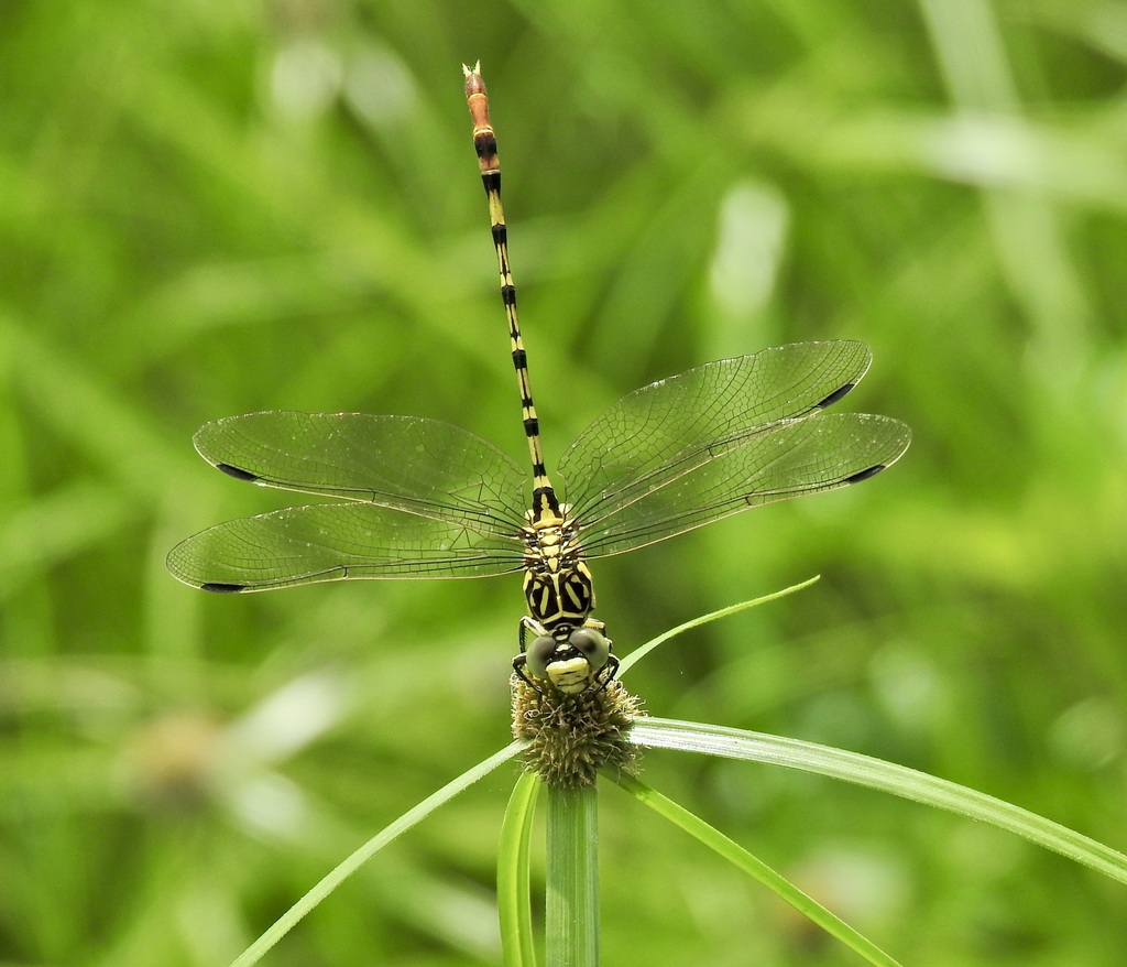 Northern Dragon