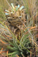 Puya boyacana