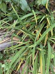Hemerocallis citrina