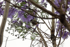 Psaltriparus minimus