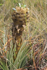 Puya boyacana