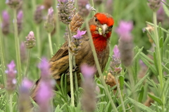 Haemorhous mexicanus