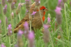 Haemorhous mexicanus