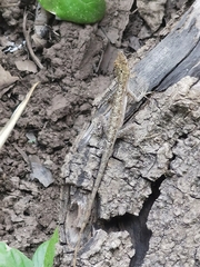 Anolis unilobatus