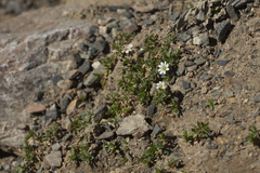Stellaria martjanovii