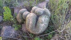 Coryphantha recurvata
