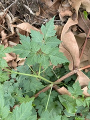 Cardiospermum halicacabum