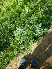 Lomatium californicum
