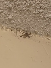 Cheiracanthium mildei