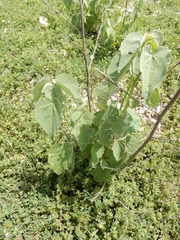 Abutilon fruticosum