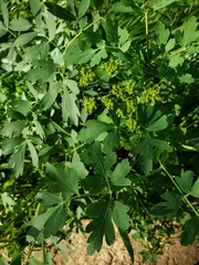 Lomatium californicum
