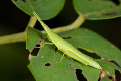 Pyrgomorphidae