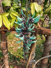 Strongylodon macrobotrys