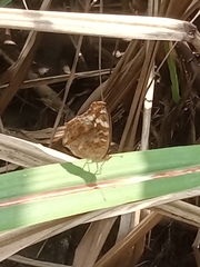 Junonia erigone
