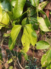 Strongylodon macrobotrys