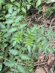 Solanum lycopersicum