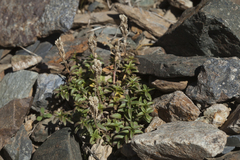 Veronica macrostemon