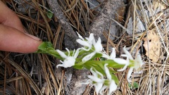 Habenaria kariniae