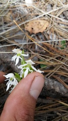 Habenaria kariniae