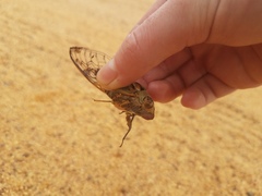 Macrotristria godingi