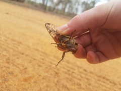Macrotristria godingi