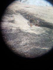 Geophaps scripta