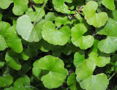 Hydrocotyle robusta