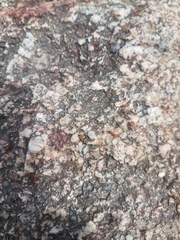 Opisthopsis