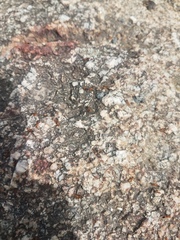 Opisthopsis