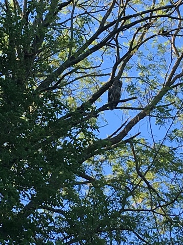 Barred Owl photographed in Nebraska