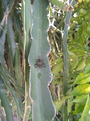Leptoglossus lineosus