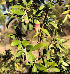 Correa glabra