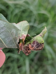 Andricus quercuspetiolicola