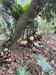 Mucuna macrocarpa