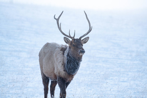 American Elk photographed in Montana
