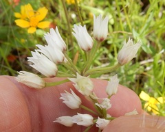 Allium fraseri