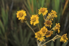 Espeletia boyacensis