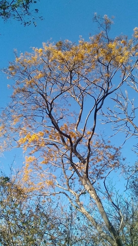 Pterocarpus rohrii, photograph 5