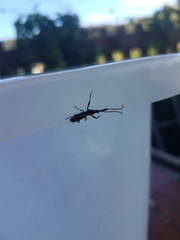 Ectocemus decemmaculatus
