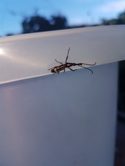 Ectocemus decemmaculatus