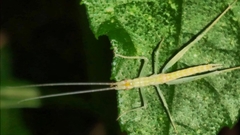 Oecanthus leptogrammus