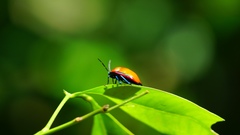 Calliphara imperialis