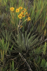 Espeletia boyacensis
