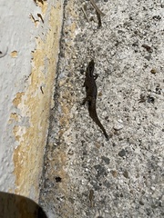 Sphaerodactylus grandisquamis spanius