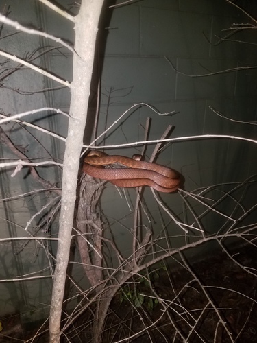 Brown Tree Snake sighting
