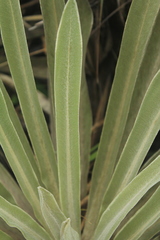 Espeletia boyacensis